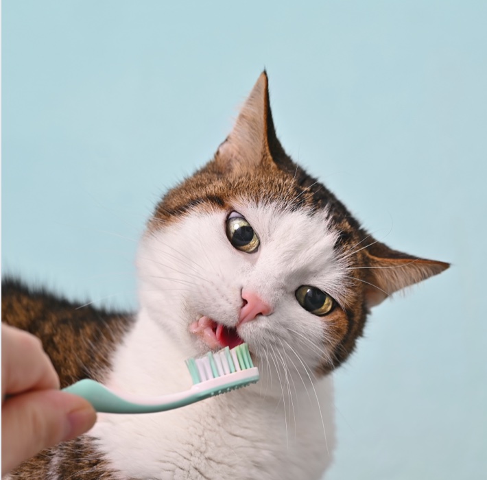 washing cats teeth