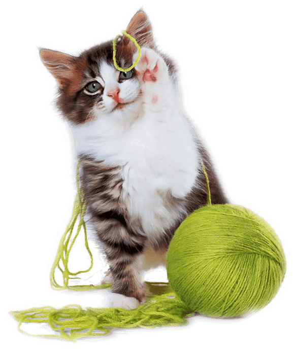 cat playing with ropes