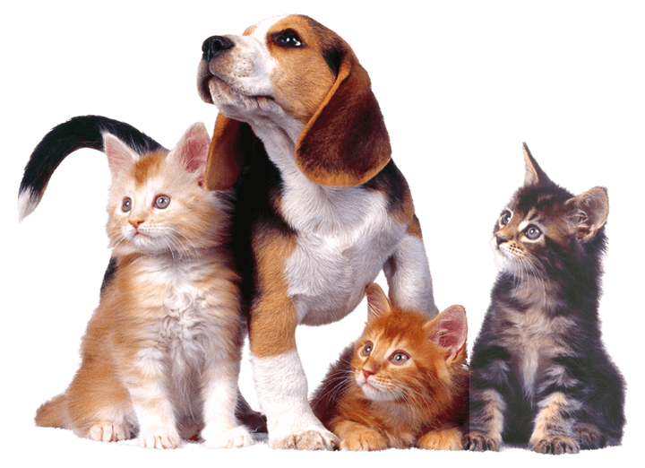 one dog and three cats playing