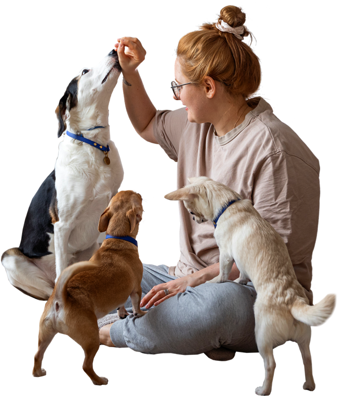 cat daycare dubai in fncy furry