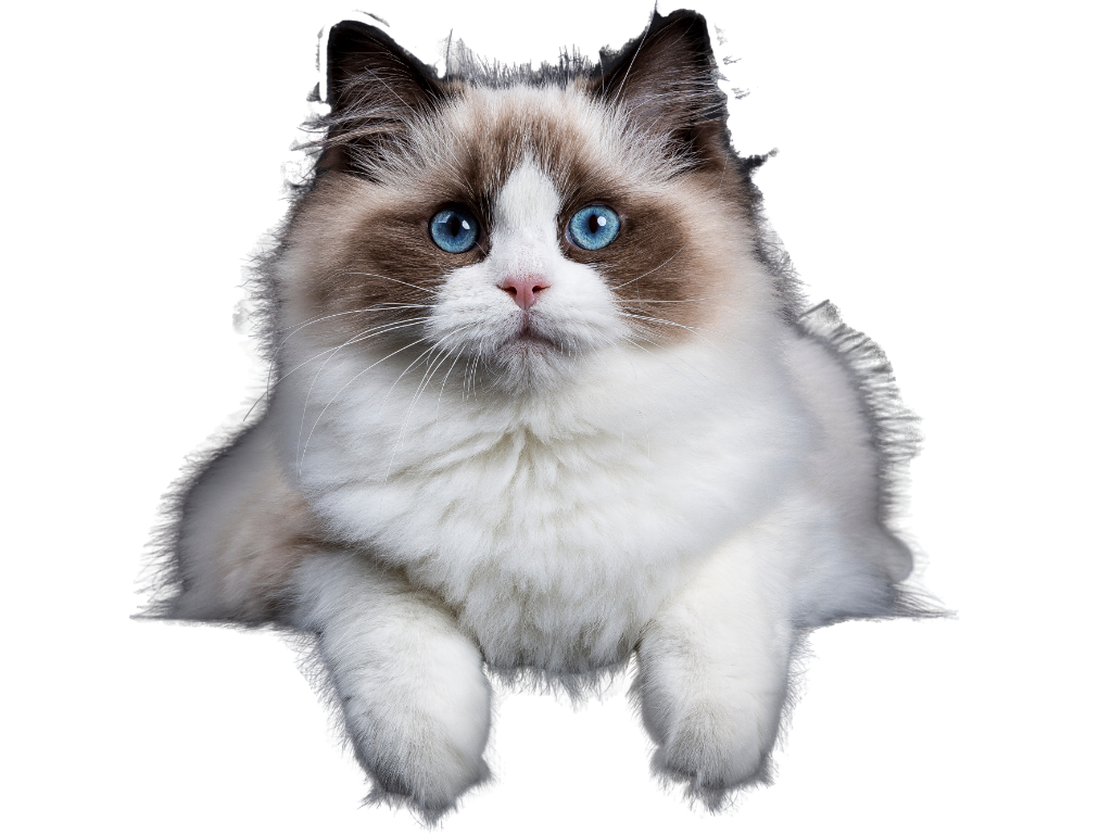 CAT GROOMING at fancy furry Dubai
