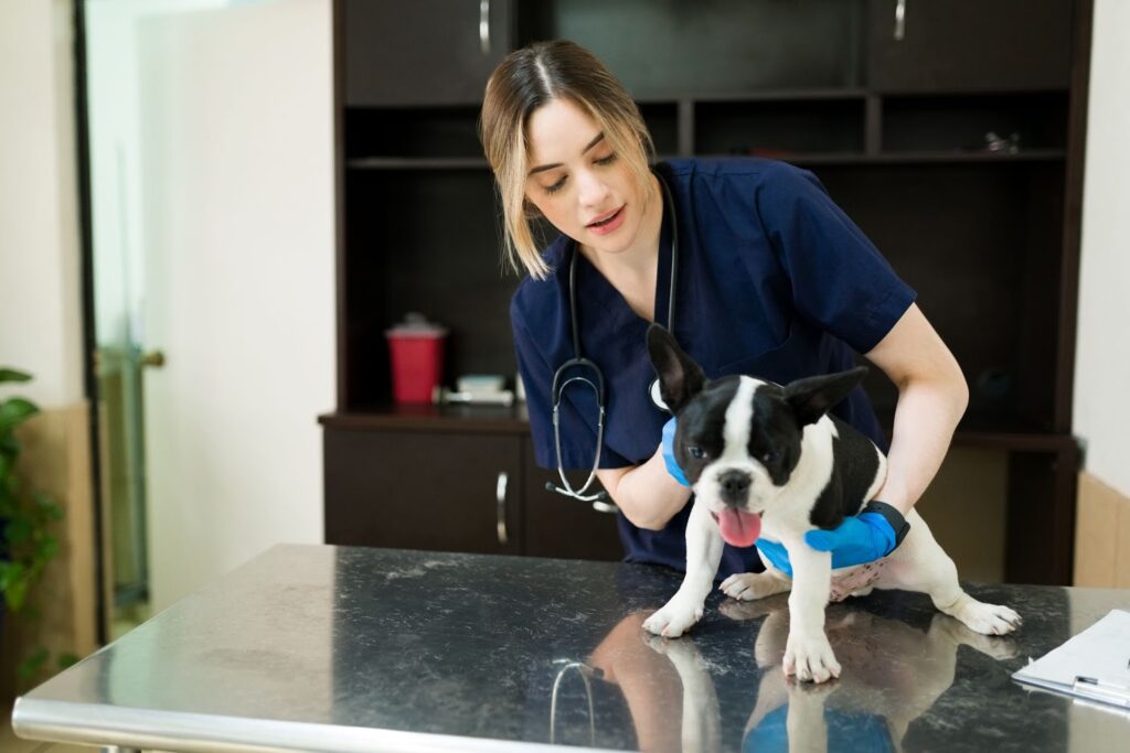 Pet Care Services
