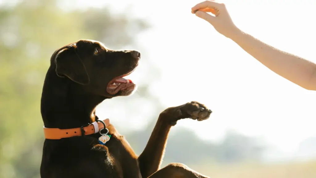 pet daycare near me
