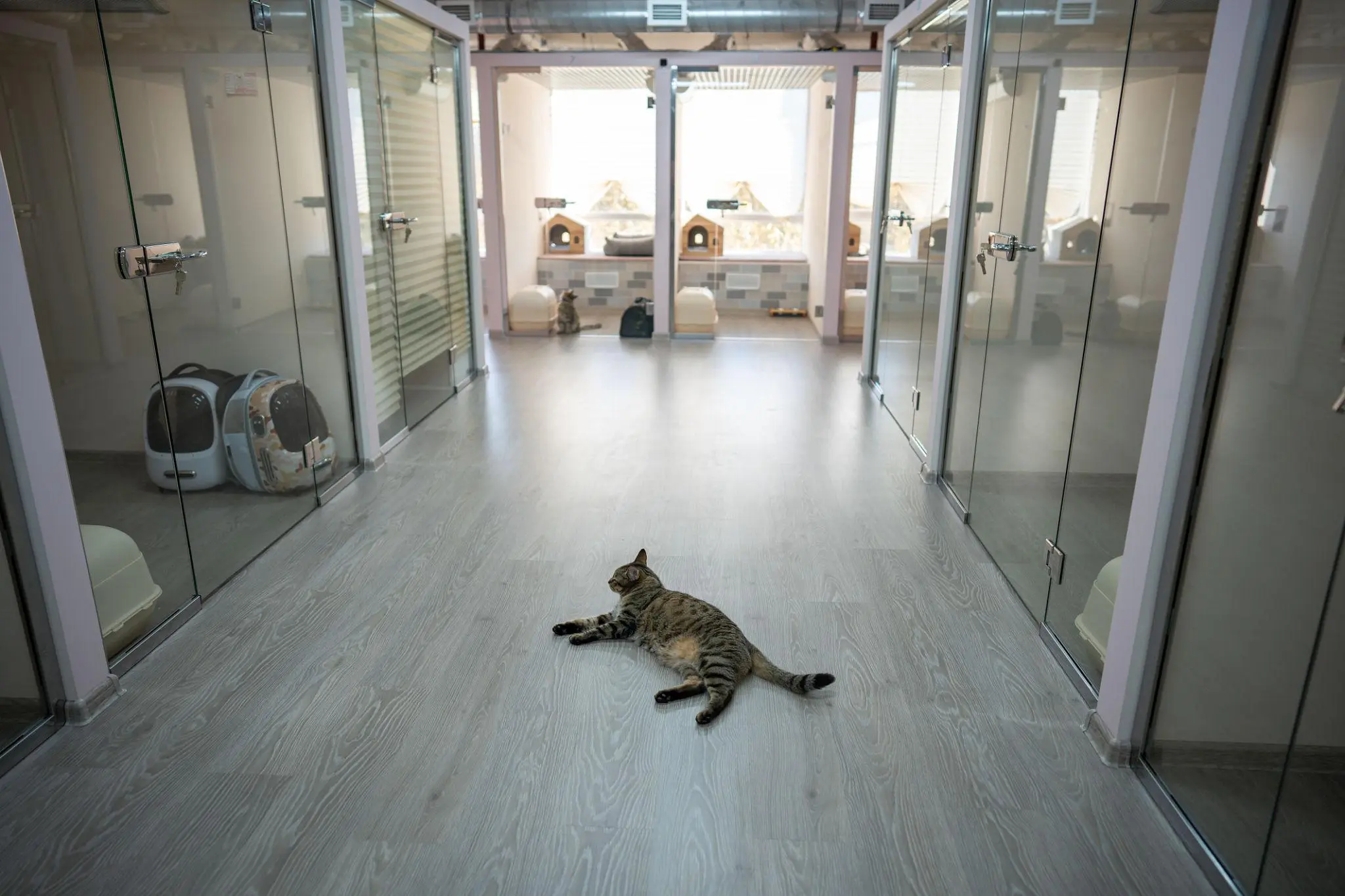 Solo vs Social Cats